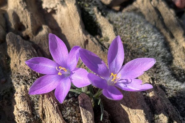 IMG_1664 Syringodea derustensis