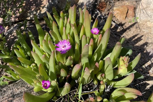 IMG_1932 Ruschia schollii