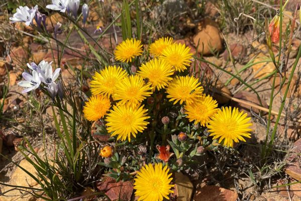 IMG_3256 Lampranthus glaucus