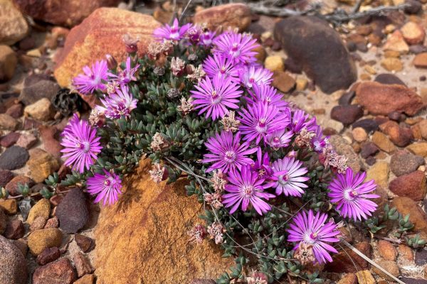 IMG_3258 Lampranthus debilis
