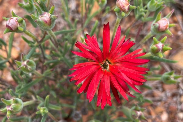 IMG_3270 Drosanthemum micans